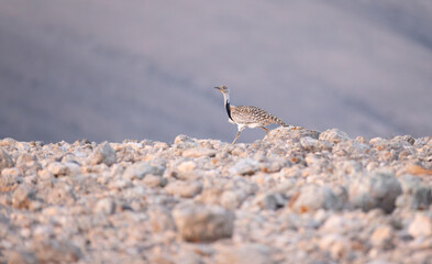 African houbara (Chlamydotis undulata) walking through the desert of Fuerteventura on a hot sunny day. Wildlife of the desert.