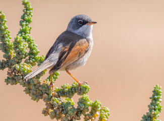 Spectacled warbler (Curruca conspicillata) perched on a green plant singing in front of a blurry soft background in the desert of Fuerteventura.