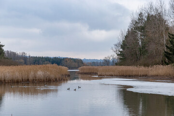 Obraz premium Forest lake on a foggy day in early spring