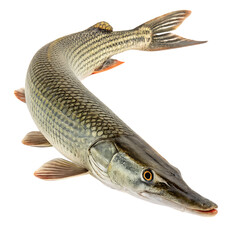 Fresh Gar Fish, Ready-to-Cook, Studio Shot