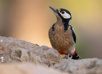 Great-spotted woodpecker (Dendrocopos major) in Tenerife perched on a rock in front of blurred soft background.