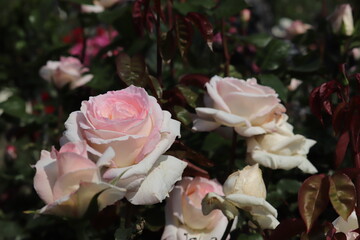 Rose garden