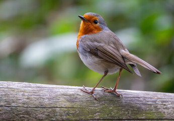 European robin (Erithacus rubecula superbus) Tenerife subspecies close-up portrait.