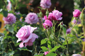 Rose garden