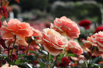 Rose garden