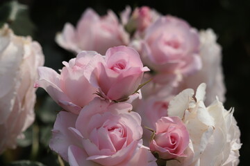 Rose garden