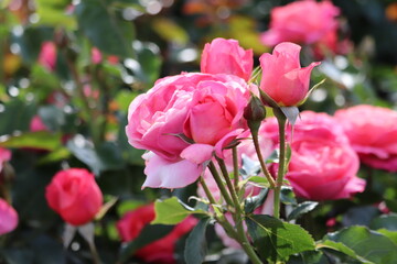 Rose garden