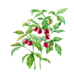 Fresh green tomato twigs with red ripe vegetables watercolor hand drawn isolated on white background