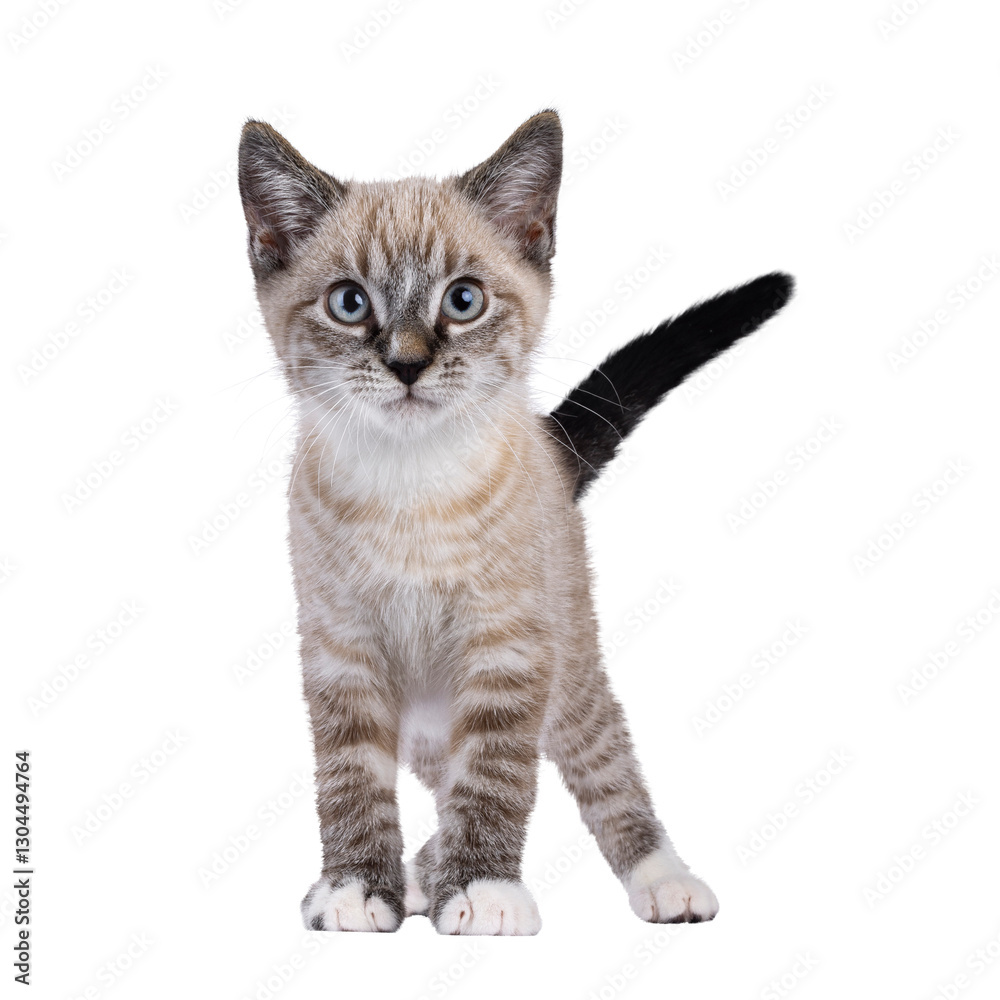 Aufkleber expressive house cat kitten, with tabby point pattern, standing up facing front. looking straight to