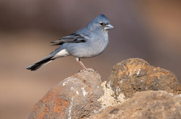 Obraz premium Tenerife blue chaffinch (Fringilla teydea) males close-up portrait in the mountain forests of Teide, few individuals remaining in the world, birds endemic to Tenerife.
