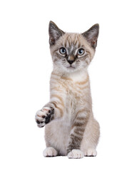 Expressive house cat kitten, with tabby point pattern, sitting up facing front. One paw up, like shaking hands. Looking above camera. Isolated cutout on a transparent background.