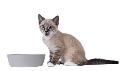 Expressive house cat kitten, with tabby point pattern, sitting side ways beside grey food bowl. Looking beside camera while licking its mouth with pink tongue. Isolated cutout on a transparent backgro