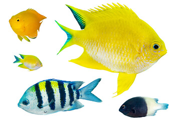 Damselfish Collection Set - Isolated PNG with Transparent Background