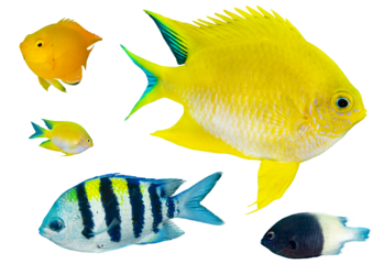 Damselfish Collection Set - Isolated PNG with Transparent Background