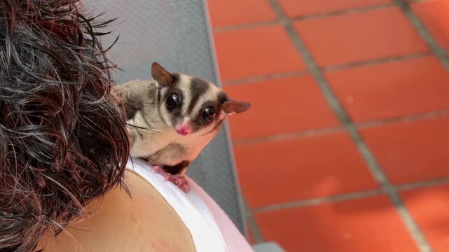 Two sugar gliders are eating and relaxing on their owner's lap during the daytime.