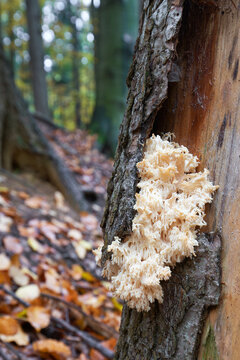 Hericium alpestre