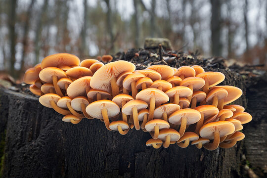 Flammulina velutipes