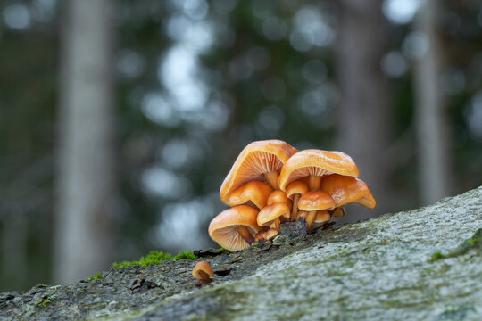 Flammulina velutipes