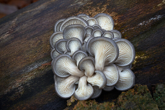 Pleurotus ostreatus