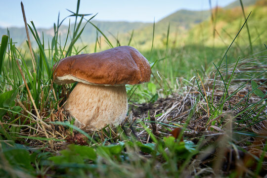 Boletus edulis
