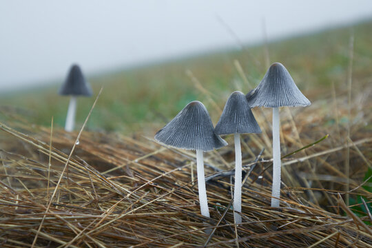 Coprinellus