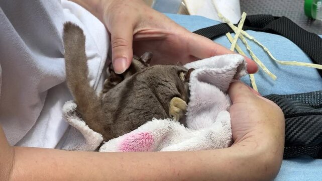 Two sugar gliders are eating and relaxing on their owner's lap during the daytime.