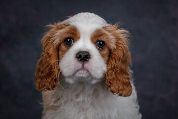 Beautiful Cavalier King Charles Spaniel puppy on a gray background. Studio shooting