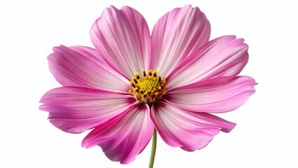 Fototapeta premium Delicate Pink Cosmos Flower, Isolated on White Background - High-Resolution Aerial Stock Photo