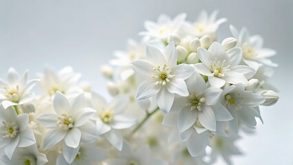 Obraz premium Delicate White Flowers: Close-Up Documentary Photography