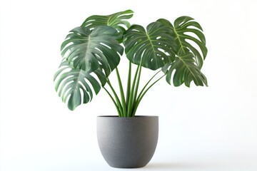 Fototapeta premium A high-quality 3D rendering of a potted monstera plant isolated on a white background, showcasing its large, trophic leaves and tropical beauty.