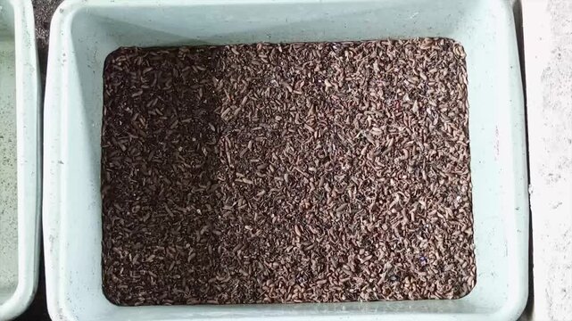 Cultivating magot from processed organic waste which can be used as animal feed.
