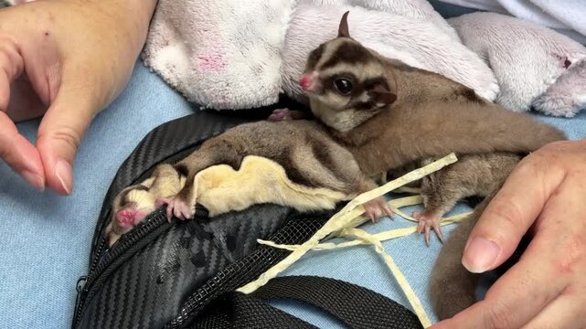 Two sugar gliders are eating and relaxing on their owner's lap during the daytime.