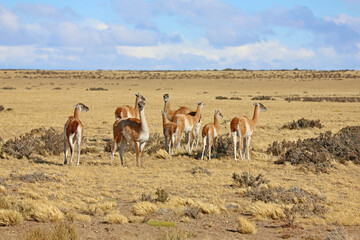 Grupo de guanacos alimentándose en la Patagonia, Argentina