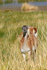 Grupo de Guanacos, forrajeando a la orilla de una laguna en la Patagonia, Argentina