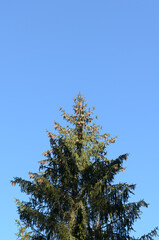 Fir tree with cones in an european forest against blue sky on a sunny day, natural trees woodland landscape background