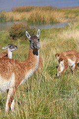 Grupo de Guanacos, forrajeando a la orilla de una laguna en la Patagonia, Argentina