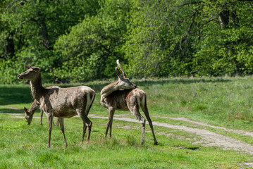Playful red deer family: Mother and calves frolicking in the fields of Surrey.