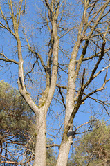 Fototapeta premium Tree trunks with bare branches and twigs in an european forest against blue sky on a sunny day, natural trees woodland landscape background