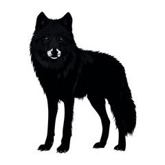 Fototapeta premium black silhouette of wolf isolated vector illustration
