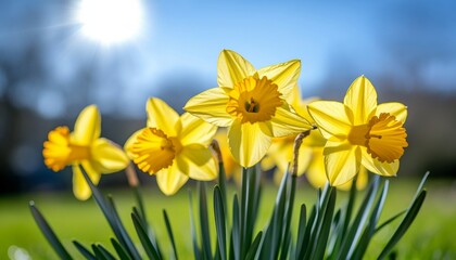 Obraz premium Vibrant Yellow Daffodils in Full Bloom, Sharp Focus on Petals Against Blue Sky, Natural Sunlight