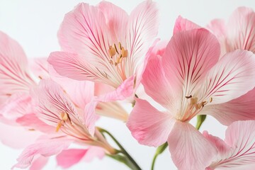 Obraz premium Botanical-themed wedding invitation design with pink flowers on white backdrop