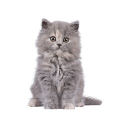 Adorable blue tortie British Longhair cat kitten, sitting up facing front. Looking curious towards camera. Isolated cutout on a transparent background. © Nynke