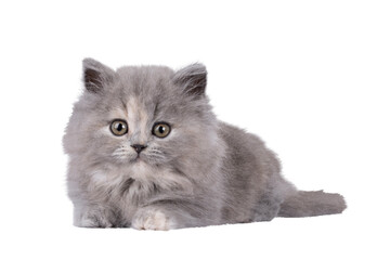 Adorable blue tortie British Longhair cat kitten, laying down facing front. Looking curious towards camera. Isolated cutout on a transparent background.