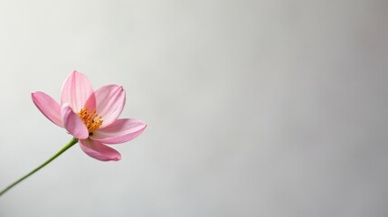 Obraz premium A Delicate Pink Flower with a Soft Background, Perfect for a Peaceful and Serene Atmosphere