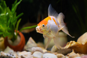Vibrant fish tank filled with colorful fish and lush plants