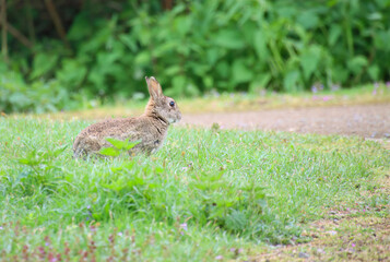 wild rabbit in the grass, cute rabbit sits on the meadow, cute rodent between blades of grass in the morning, a rodent with big ears and morning dew on blades of grass