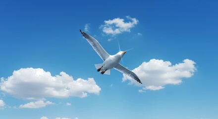 Seagull Soaring in Bright Blue Sky with Scattered Fluffy Clouds