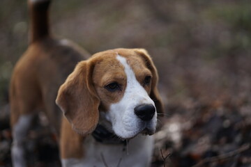 Beagle dog portrait, sideview, looking away, wearing collar, blurred forest on the background 