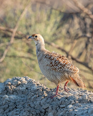 grey francolin or grey partridge or Francolinus pondicerianus close up or portrait in natural green background in jungle safari at Ranthambore national park forest tiger reserve rajasthan india asia