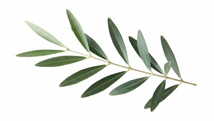 Fresh Green Olive Branch with Natural Leaves